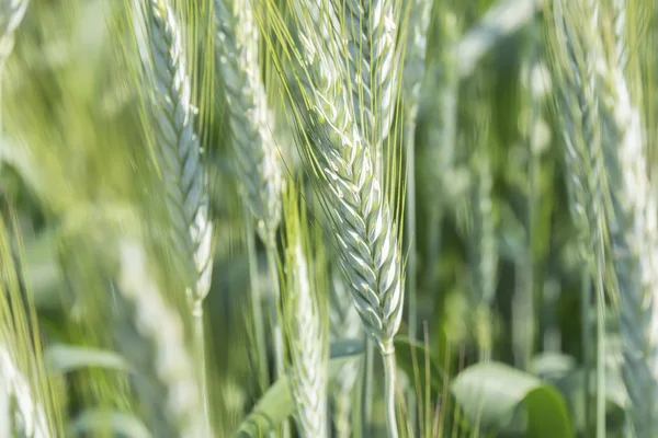 Espigas de trigo inmaduras, campo verde — Foto de Stock