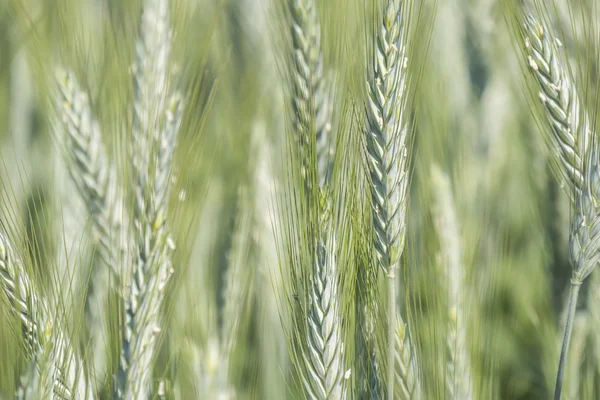 Oreilles de blé non mûres, champ vert — Photo