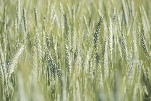 Espigas de trigo inmaduras, campo verde — Foto de Stock