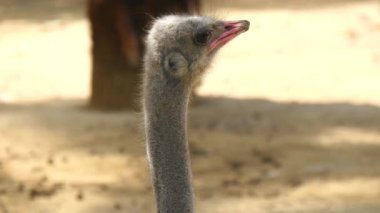 Struthio camelus baş, devekuşu kafasını (4k)