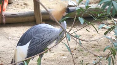 Balearica regulorum, Grey vinç (4 k taç.)