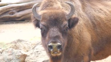 Amerikan bizonu Buffalo yan profili (4k)