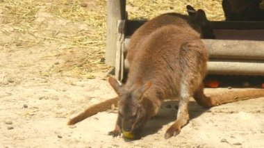 Macropus rufogriseus, ualabi de Bennet, Kızıl enseli kanguru (4k)
