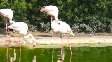 Bir su birikintisi (4 k kıyısında dinlenme flamingolar)