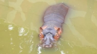 Su aygırı amphibius (4k)