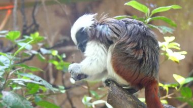 Saguinus Oedipus, pamuk-üst pembe maymun (4k)