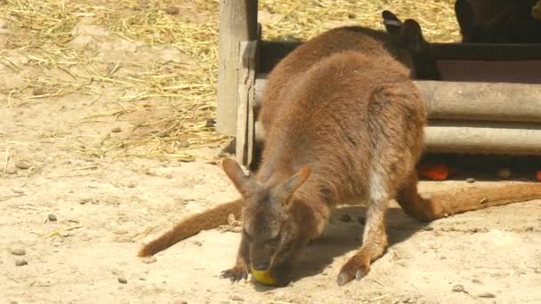 Macropus rufogriseus, ualabi de Bennet, Wallaby de cuello rojo (4K ) — Vídeos de Stock