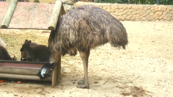 Emu, Emu (4k) — Wideo stockowe