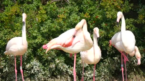 Flamingos ruhen am Ufer eines Teiches (4k) — Stockvideo