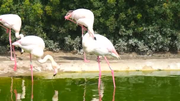 Flamants roses reposant sur le rivage d'un étang (4K )