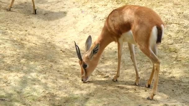 Gazella dorcas neglecta, gazelle de Dorcas (4k) — Vídeos de Stock