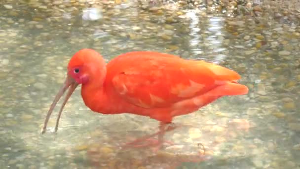 Eudocimus ruber, Scarlet ibis (4k) — Stockvideo