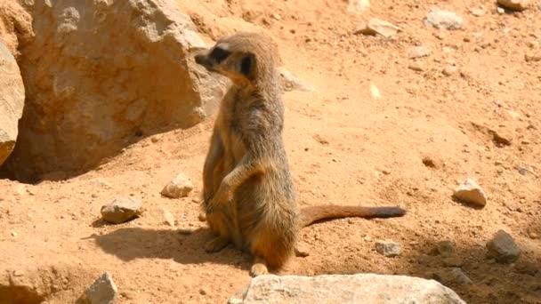 Suricata suricatta, Meerkat (4K) — Vídeo de Stock