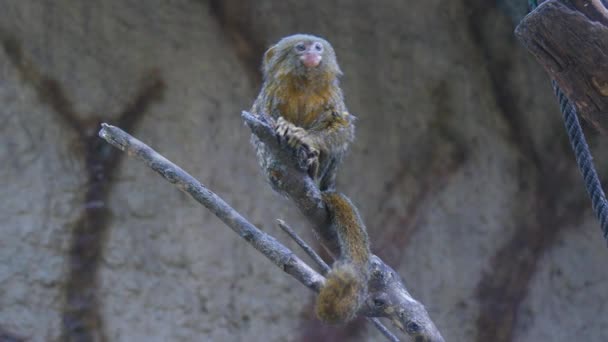 Callithrix pygmaea, Pigmeo marmoset (4K ) — Vídeos de Stock