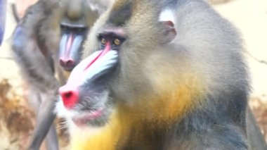 Mandrillus Sfenks, Mandrill'di (4k)