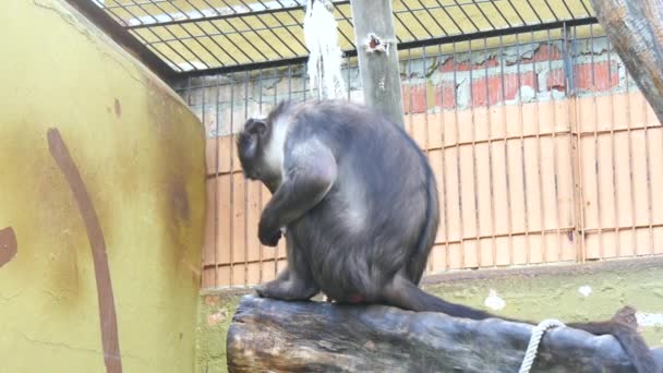 Cercocebus torquatus, Mangabey à collier (4K ) — Video