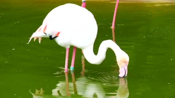 Flamants roses reposant sur le rivage d'un étang (4K ) — Video