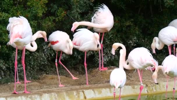 Flamencos descansando en la orilla de un estanque (4K ) — Vídeos de Stock