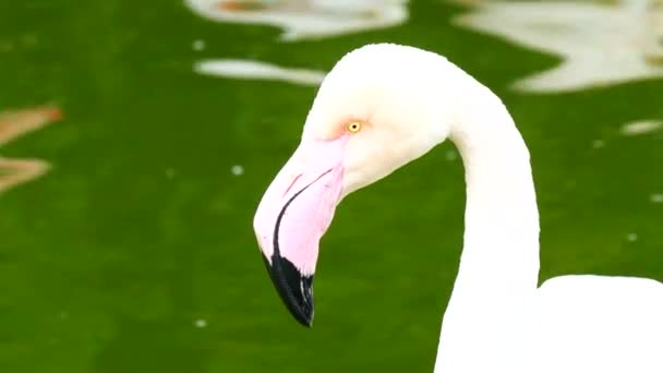 Flamants roses reposant sur le rivage d'un étang (4K ) — Video