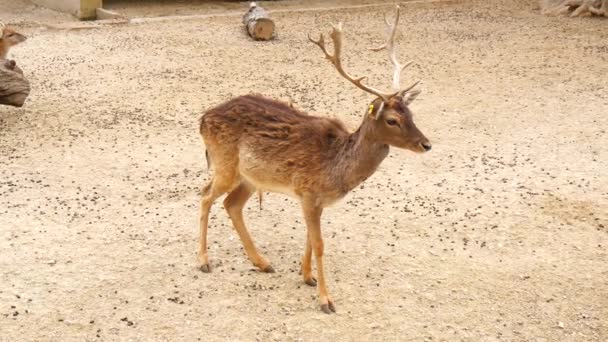 Dama dama, Fallow Deer (4K) ) — стоковое видео