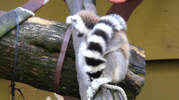 Lemurenkatze, Klingelschwanzmaki (4k)