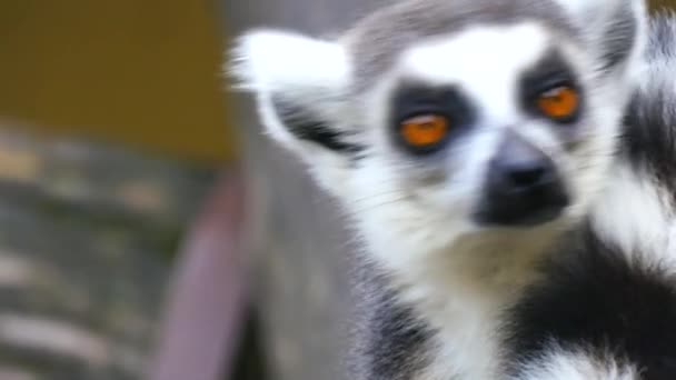 Lemur catta, Ring-tailed lemur (4K) — Stock Video