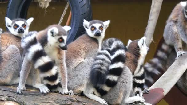 Lemur catta, Lemur-de-cauda-anelada (4K ) — Vídeo de Stock