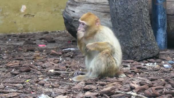 Macaca sylvanus, Macaco-bárbaro (4K ) — Vídeo de Stock