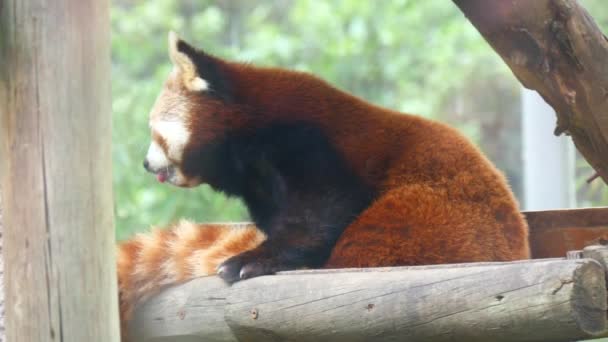 Ailurus fulgens, Red panda (4k) — Stok video