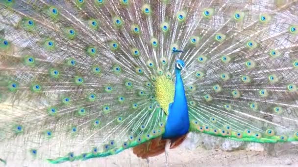 Pavo cristatus, Peafowl indiano (4K ) — Vídeo de Stock
