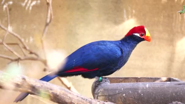 Musophaga violacea, violeta turaco (4K ) — Vídeo de Stock