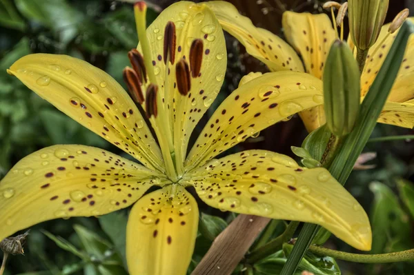 Yellow lily wet — Stock Photo, Image