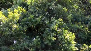 Ağaç seviyesinde, atışa rüzgarla hareket