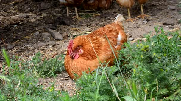 Höna avslappnad vila över marken — Stockvideo