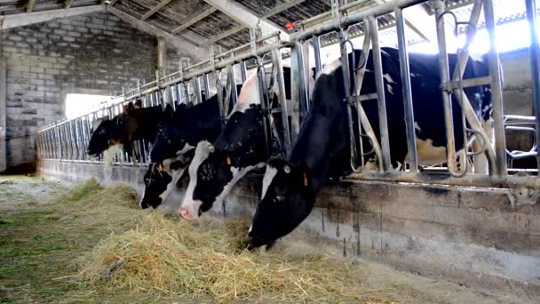 Vacas comiendo en el granero — Vídeo de stock