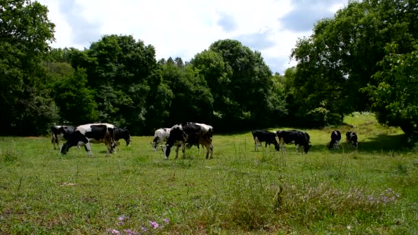Kühe grasen auf einer Weide — Stockvideo