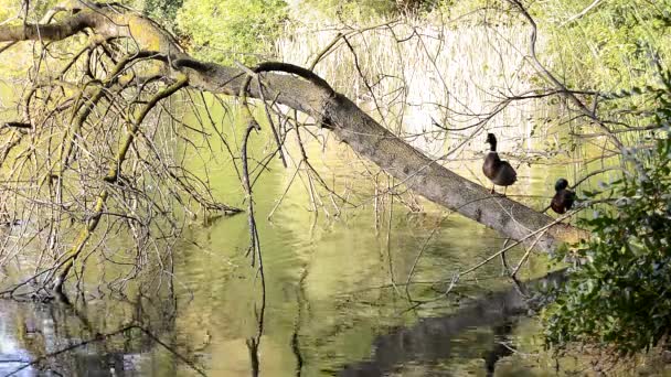 Fa ága, Banyoles tó parti madarak — Stock videók