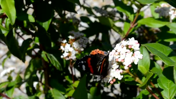 Бабочка на цветке в саду — стоковое видео