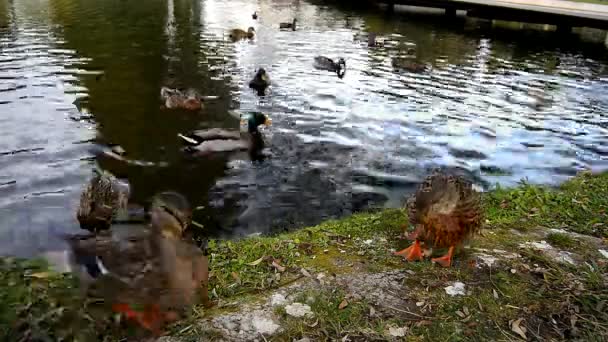 Patos negros americanos en un lago, Banyoles — Vídeo de stock
