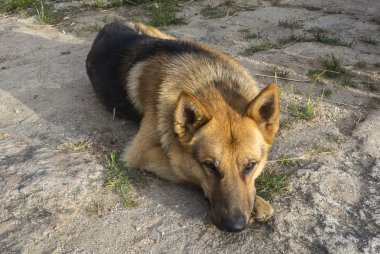 Alman çoban dinlenme rahat