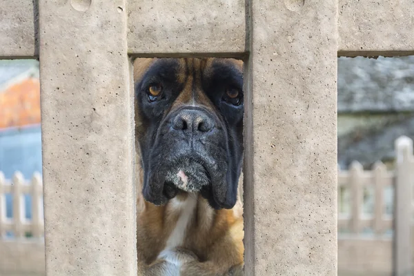 Boxer köpek doğurmak bir duvar deliğine arıyorsunuz