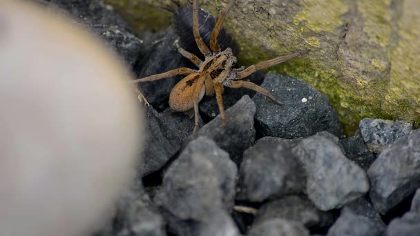 Spider moving between the stones — Stock Video