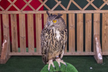 Avrasya kartal-baykuş (Bubo bubo)