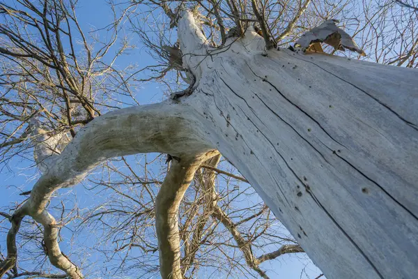 Ölü bir ağaç dalları — Stok fotoğraf