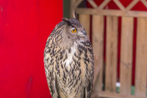 The Eurasian eagle-owl (Bubo bubo) — Stock Photo, Image