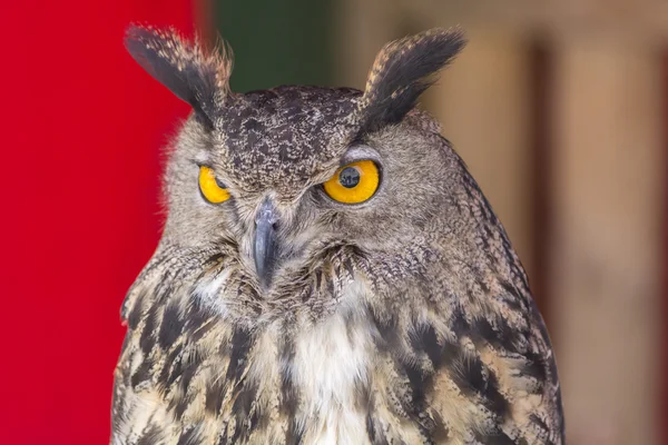 Der eurasische Uhu (bubo bubo) — Stockfoto