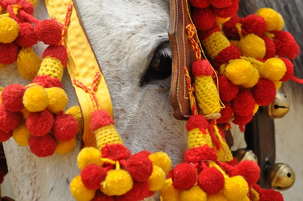 Horses decked in fair — Stock Photo, Image