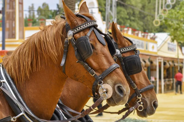 Paarden decked in fair — Stockfoto