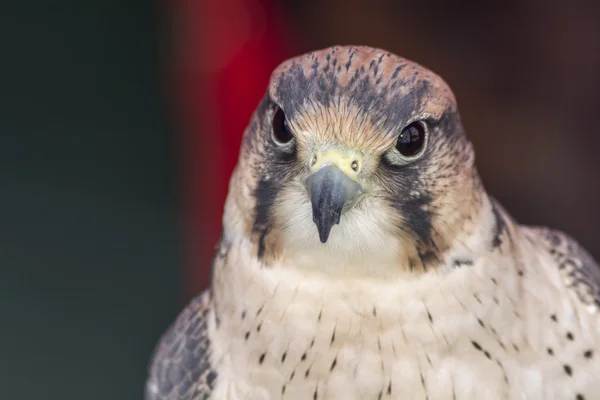 Falco tinnunculus head — Stock Photo, Image