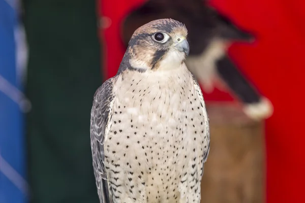 Falco tinnunculus — Foto Stock